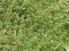 Selaginella hansenii