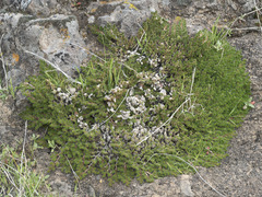 Selaginella hansenii
