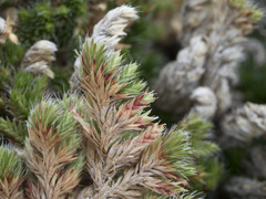 Selaginella hansenii