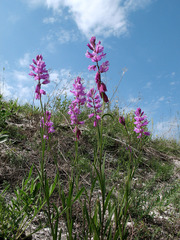 Polygala cretacea