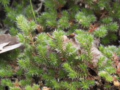 Selaginella hansenii