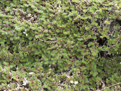 Selaginella hansenii