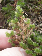 Selaginella hansenii
