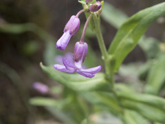 Boechera breweri shastaensis