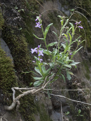 Boechera breweri shastaensis