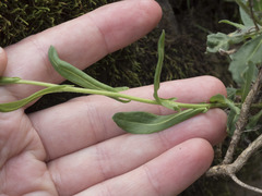 Boechera breweri shastaensis