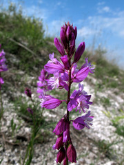Polygala cretacea