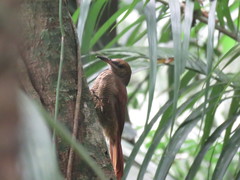 Dendrocolaptes sanctithomae