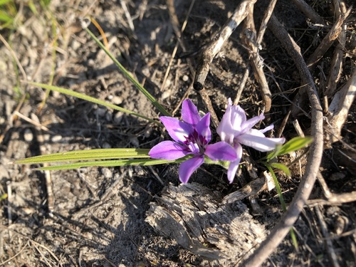 Image of Babiana ambigua by (c) Caroline Voget, some rights reserved (CC BY)