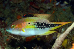 Twospot Wrasse photo 4