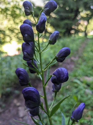 Aconitum angustifolium, photograph 6