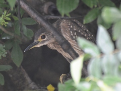 Gorsachius leuconotus