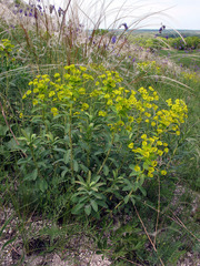 Euphorbia stepposa