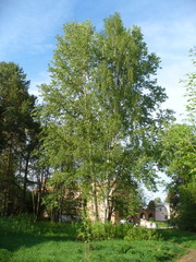 Populus longifolia