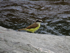 Pitangus sulphuratus