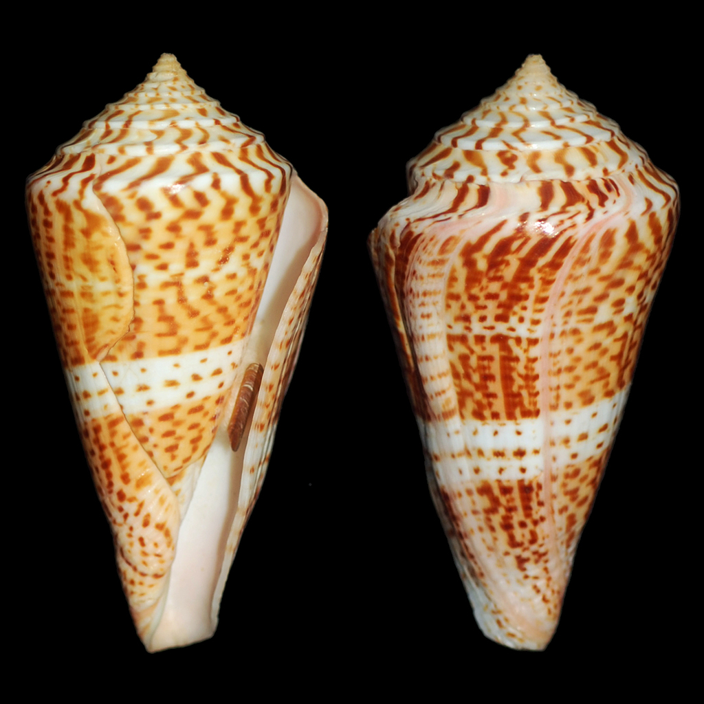 Sozon's Cone