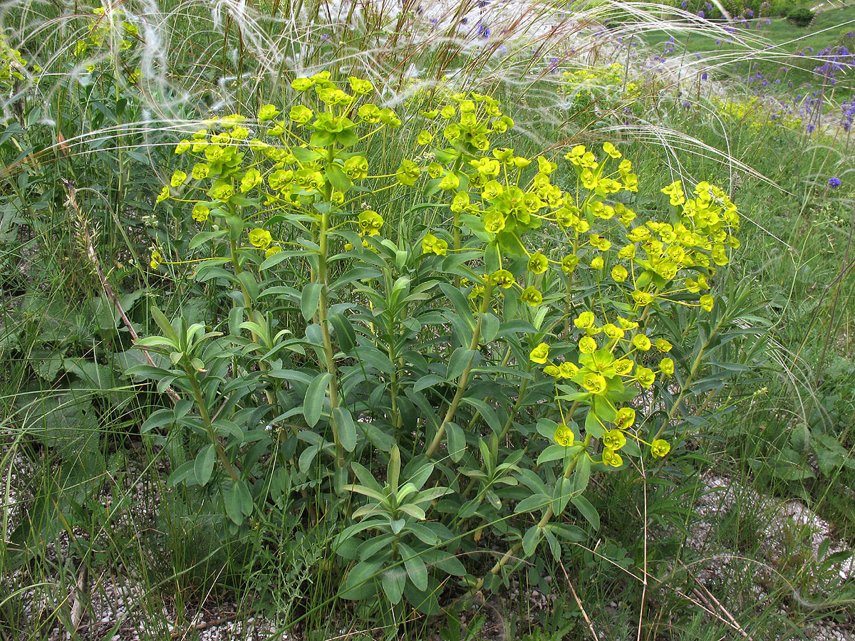 Euphorbia stepposa
