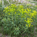 Euphorbia stepposa - Photo (c) Sergey Mayorov, some rights reserved (CC BY-NC), uploaded by Sergey Mayorov