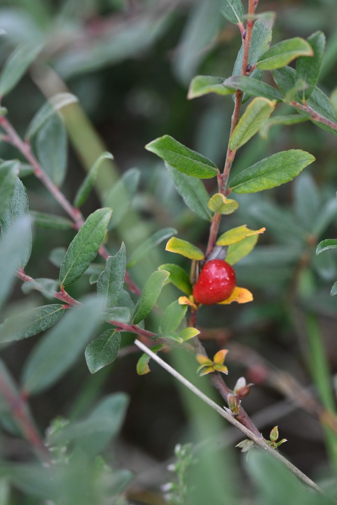 Euura collactanea