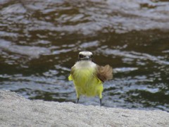 Pitangus sulphuratus