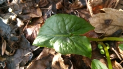 Arum maculatum