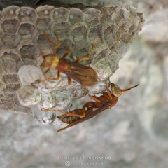 Polistes cavapyta