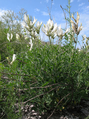 Astragalus albicaulis