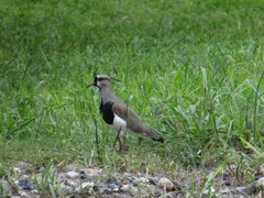Vanellus chilensis