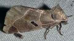 Plagiomimicus pityochromus