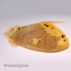 Euproctis quadrangularis