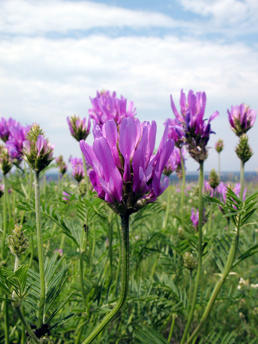 Astragalus onobrychis
