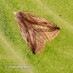 Rivula striatura