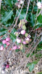 Symphoricarpos doorenbosii