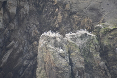 Leucocarbo bransfieldensis
