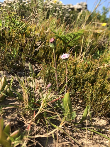 Image of Othonna digitata by (c) Caroline Voget, some rights reserved (CC BY)
