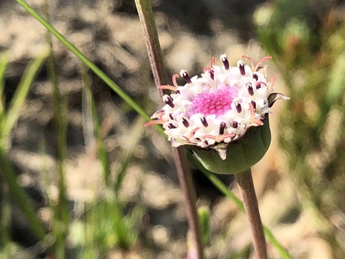 Othonna digitata