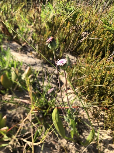 Othonna digitata