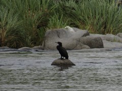 Nannopterum brasilianum