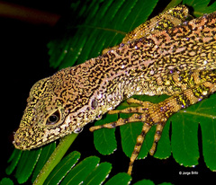Anolis dracula