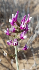 Astragalus magdalenae