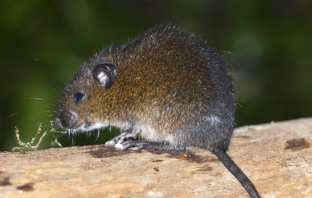 Dark Rice Rats (Melanomys) - Know Your Mammals