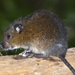 Dark Rice Rats - Photo (c) jorgebrito, some rights reserved (CC BY-NC), uploaded by jorgebrito
