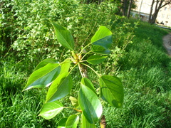 Populus longifolia