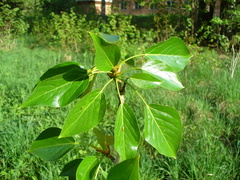 Populus longifolia