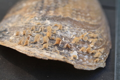 Atrina zelandica