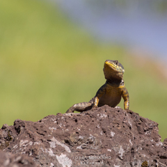 Tropidurus catalanensis