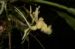 Chondroscaphe embreei