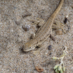Liolaemus boulengeri