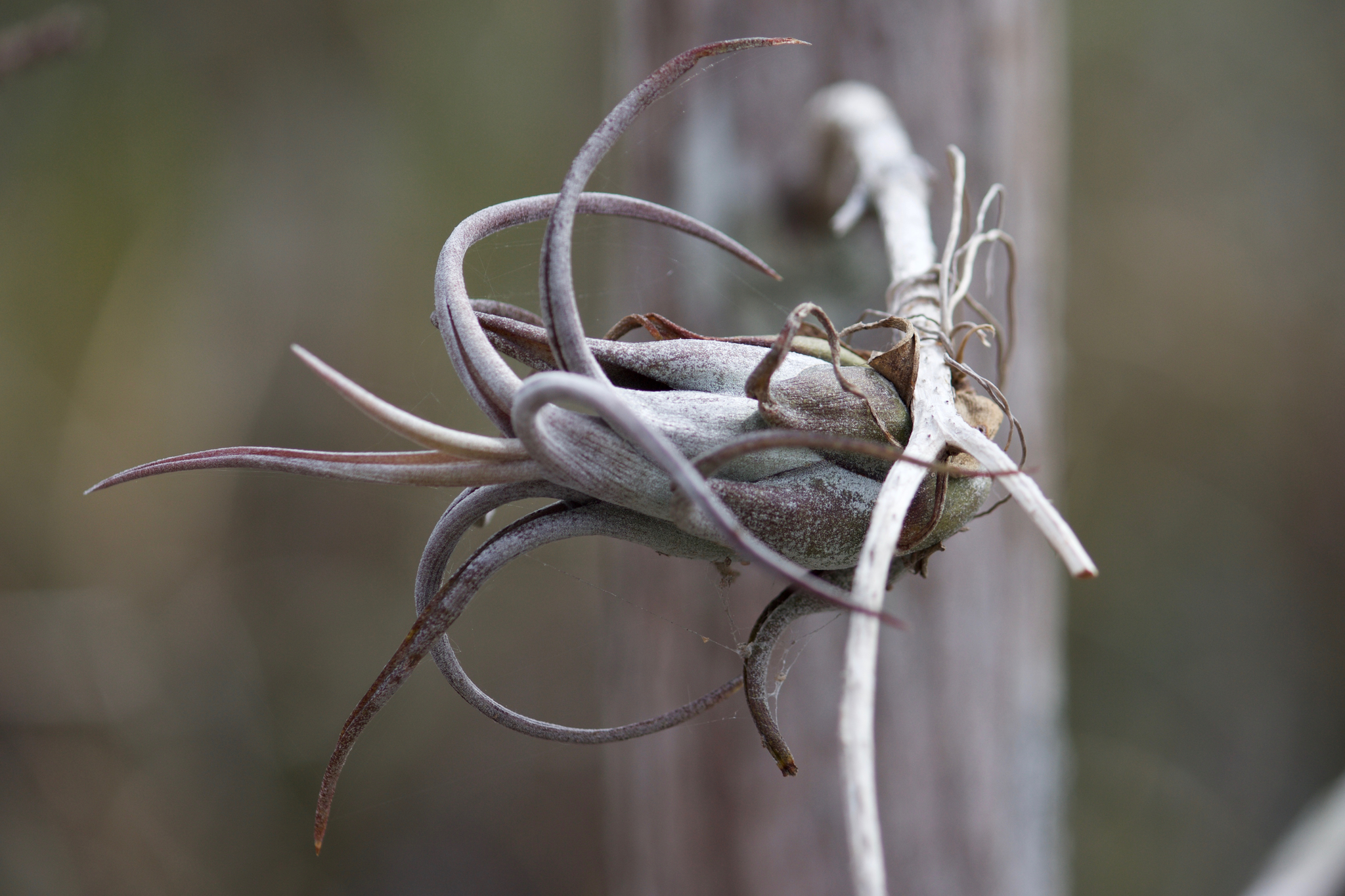 Tillandsia paucifolia