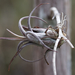 Tillandsia paucifolia - Photo (c) Casey Weissburg, μερικά δικαιώματα διατηρούνται (CC BY-NC), uploaded by Casey Weissburg